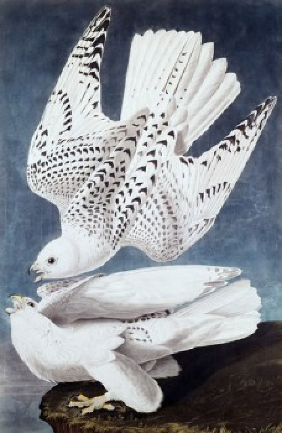 Iceland or Jer Falcon John James Audubon (1785-1851 American) Canvas Art - John James Audubon (18 x 24)