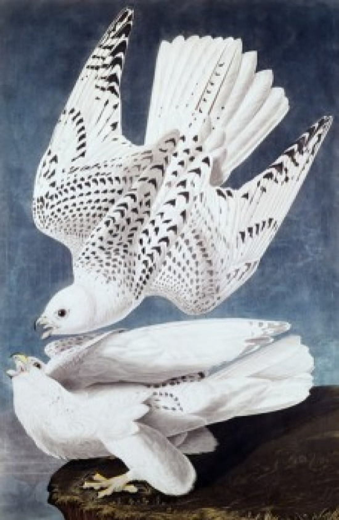 Iceland or Jer Falcon John James Audubon (1785-1851 American) Canvas Art - John James Audubon (24 x 36)