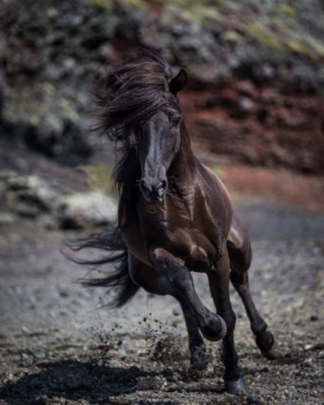 Icelandic Black Stallion Iceland Canvas Art - Panoramic Images (12 x 15)