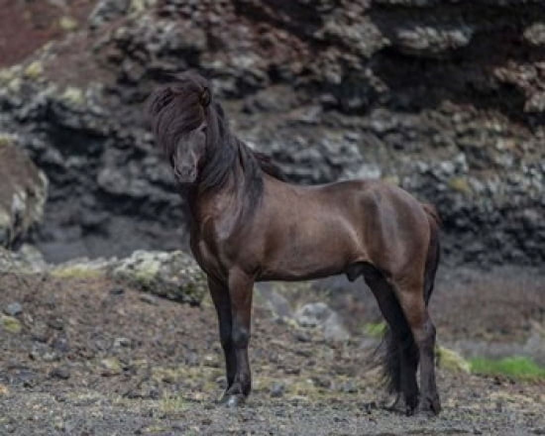 Icelandic Black Stallion Iceland Canvas Art - Panoramic Images (15 x 12)