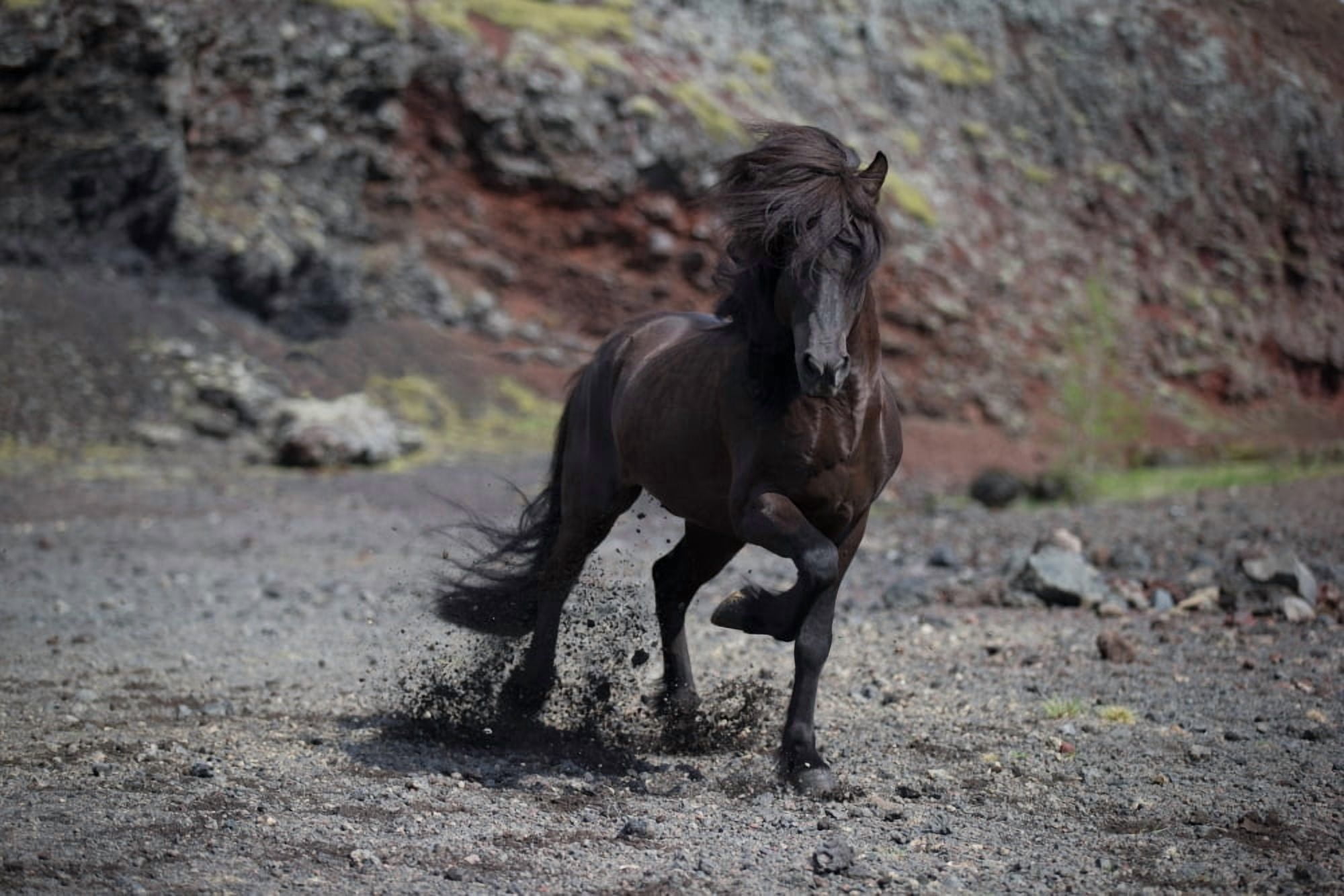 Icelandic Black Stallion Iceland Canvas Art - Panoramic Images (27 x 9)
