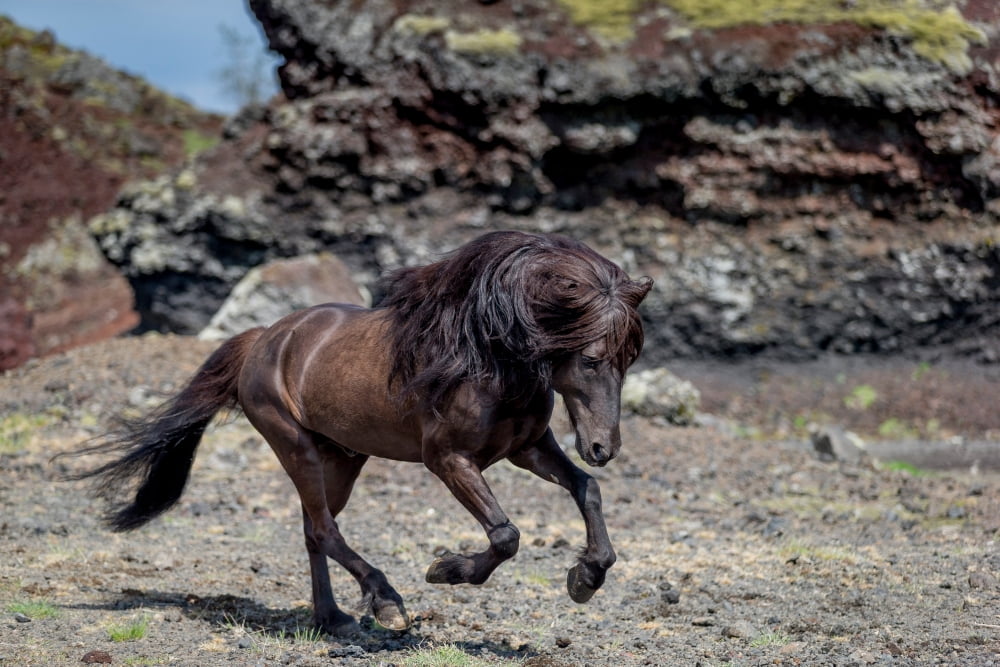Icelandic Black Stallion Iceland Canvas Art - Panoramic Images (36 x 12)