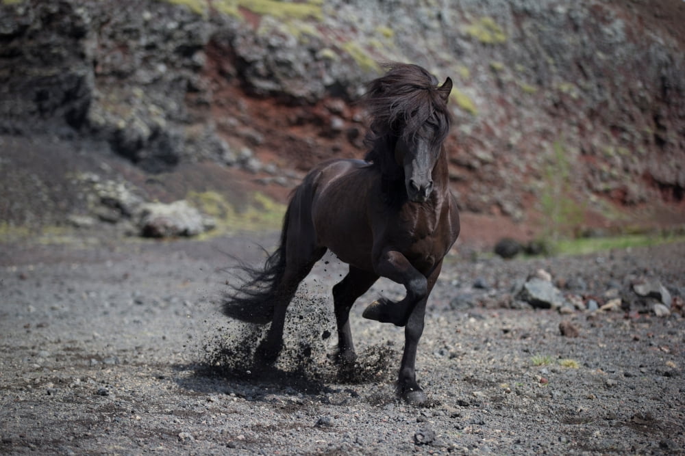 Icelandic Black Stallion Iceland Canvas Art - Panoramic Images (36 x 12)
