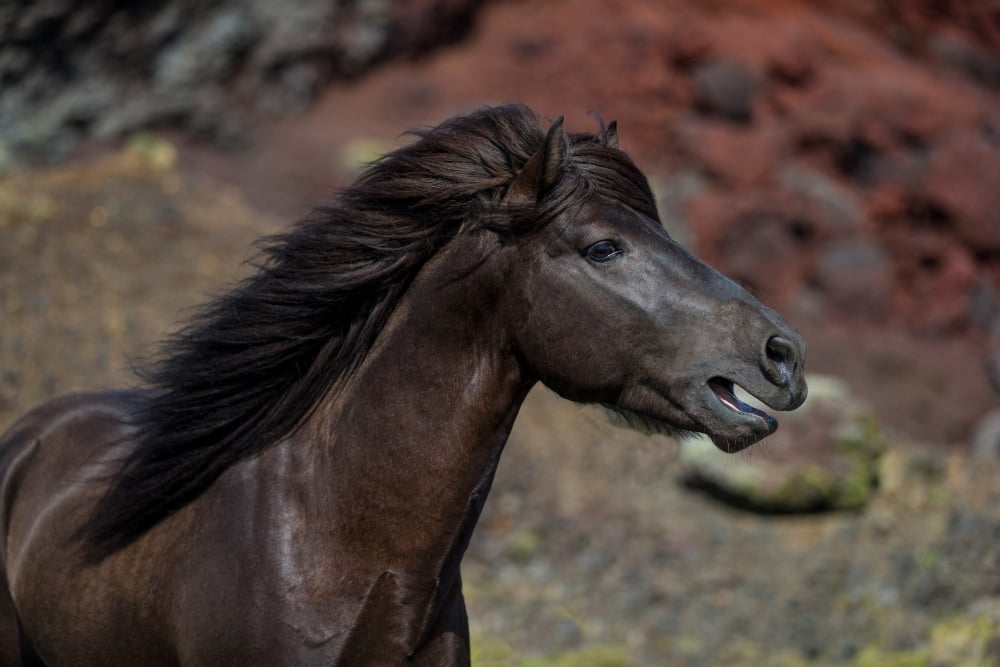 Icelandic Black Stallion Iceland Canvas Art - Panoramic Images (36 x 12)