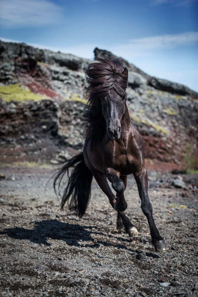 Icelandic Black Stallion Iceland Canvas Art - Panoramic Images (36 x 12)