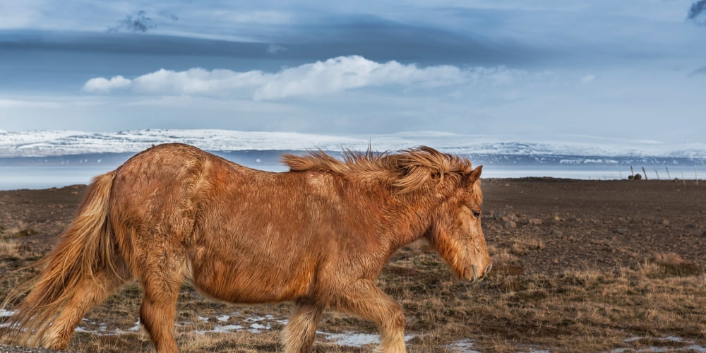 Icelandic Horse with winter fur Iceland Canvas Art - Panoramic Images (12 x 36)