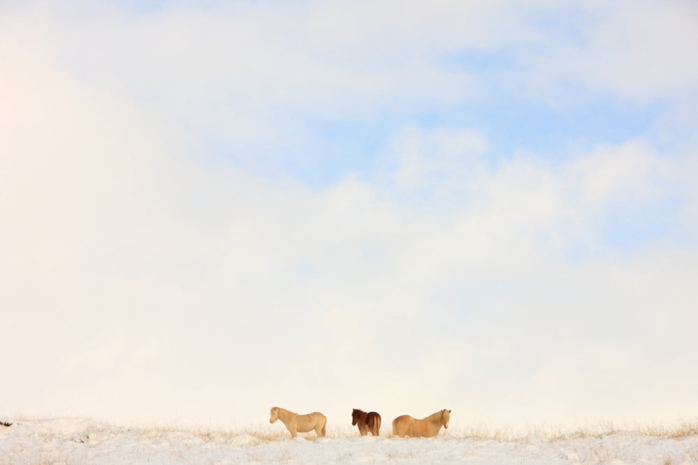 Icelandic Horses In Snow Covered Field Iceland Canvas Art - Robert Postma Design Pics (17 x 11)