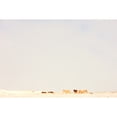 thumbnail image 1 of Icelandic Horses In Snow Covered Field, Iceland Poster Print (17 x 11), 1 of 3