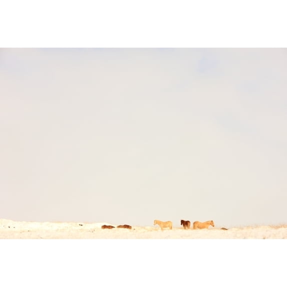 Icelandic Horses In Snow Covered Field, Iceland Poster Print (17 x 11)