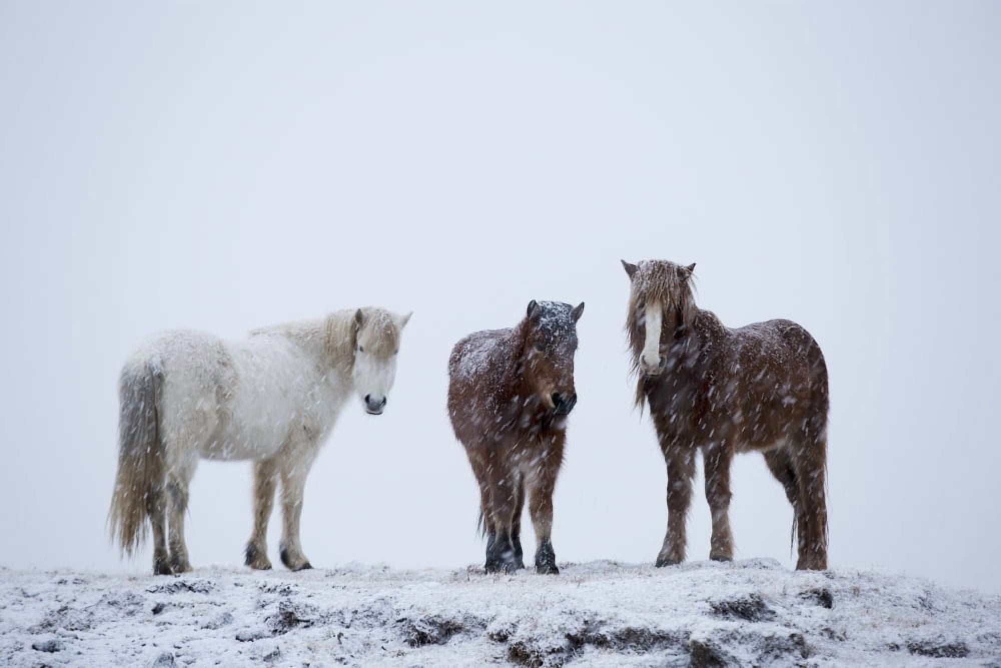 Icelandic Horses Standing In A Snowstorm Iceland Canvas Art - Robert Postma Design Pics (38 x 24)