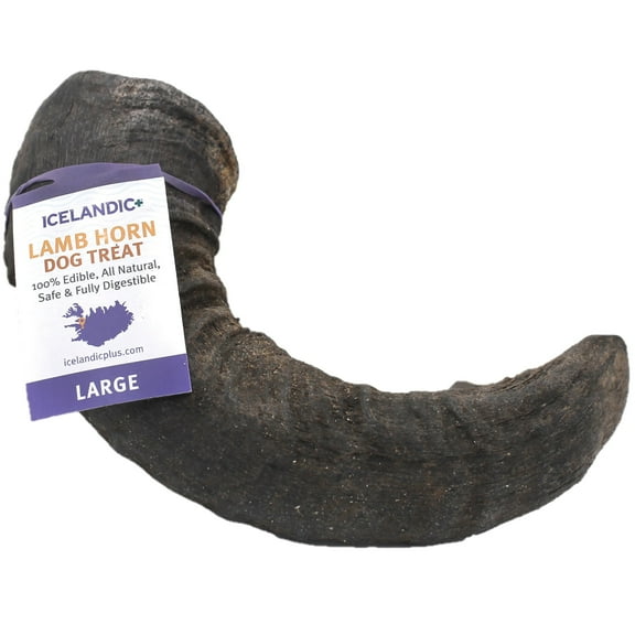 Icelandic+ Lamb Horn - Large - 7" Dog Chew, Long-Lasting Crunchy Treat, Medium & Large Dogs, Keratin, All-Natural, Pet Snack, Edible & Digestible