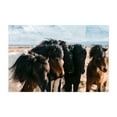 thumbnail image 1 of Icelandic Mane Entourage - Iceland Photography Horse Wildlife Nature Animal Rural Scenic Winter Unframed Wall Art Print 40 x 60 inches, 1 of 7