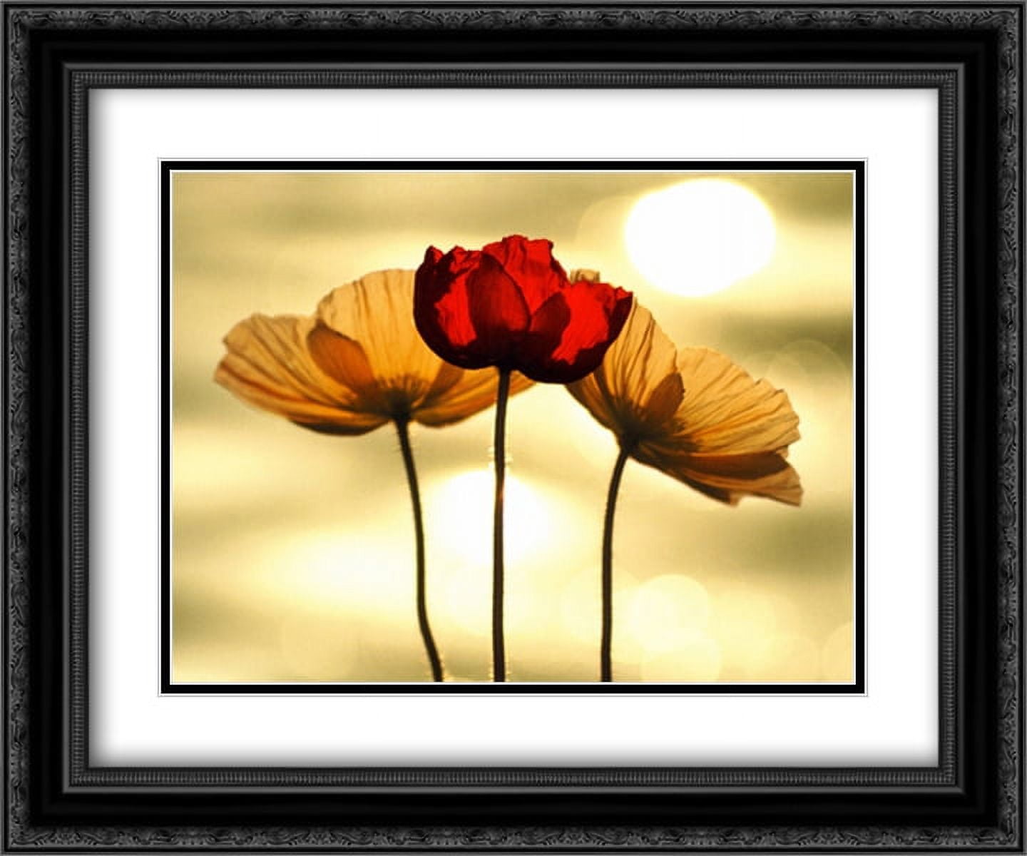 Icelandic Poppies 2x Matted 20x24 Black Ornate Framed Art Print by