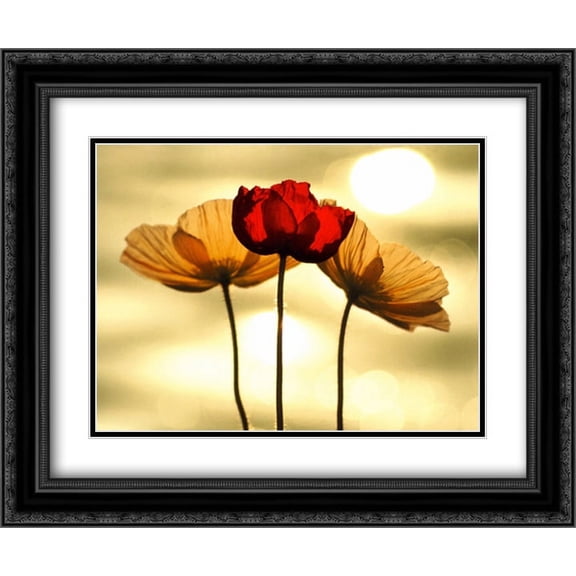 Icelandic Poppies 2x Matted 20x24 Black Ornate Framed Art Print by Yoshizo Kawasaki
