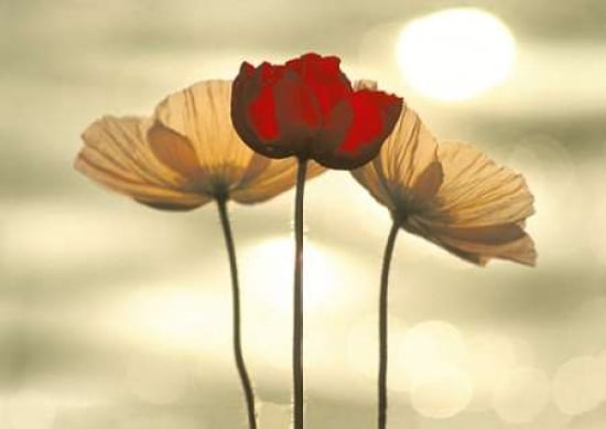 Icelandic Poppies Canvas Art - Yoshizo Kawasaki (20 x 28)