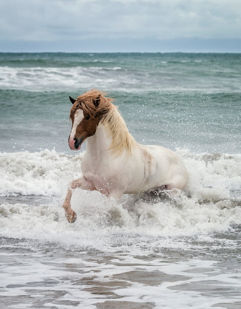 Icelandic horse in the sea Longufjorur Beach Snaefellsnes Peninsula Iceland Canvas Art - Panoramic Images (12 x 36)