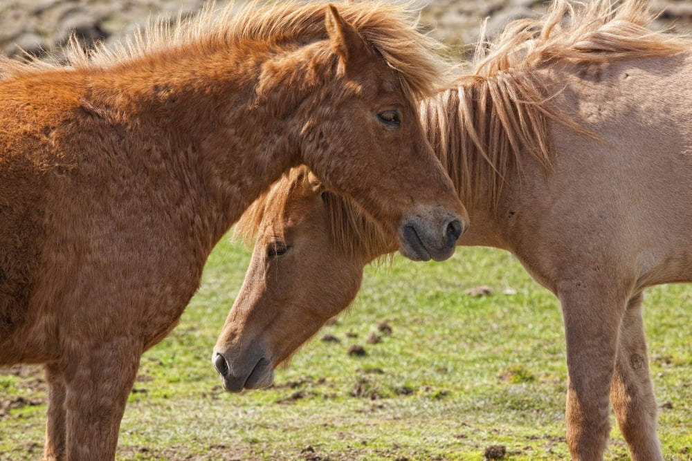 Icelandic horses Iceland Canvas Art - Robert Postma Design Pics (17 x 11)