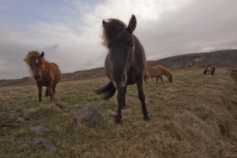Icelandic horses Iceland Canvas Art - Robert Postma Design Pics (17 x 11)