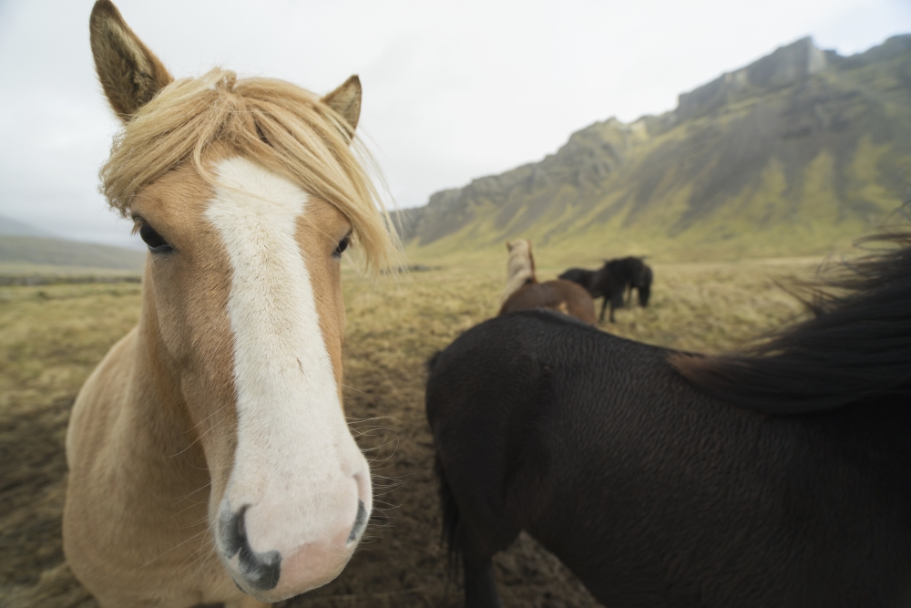 Icelandic horses Iceland Canvas Art - Robert Postma Design Pics (19 x 12)