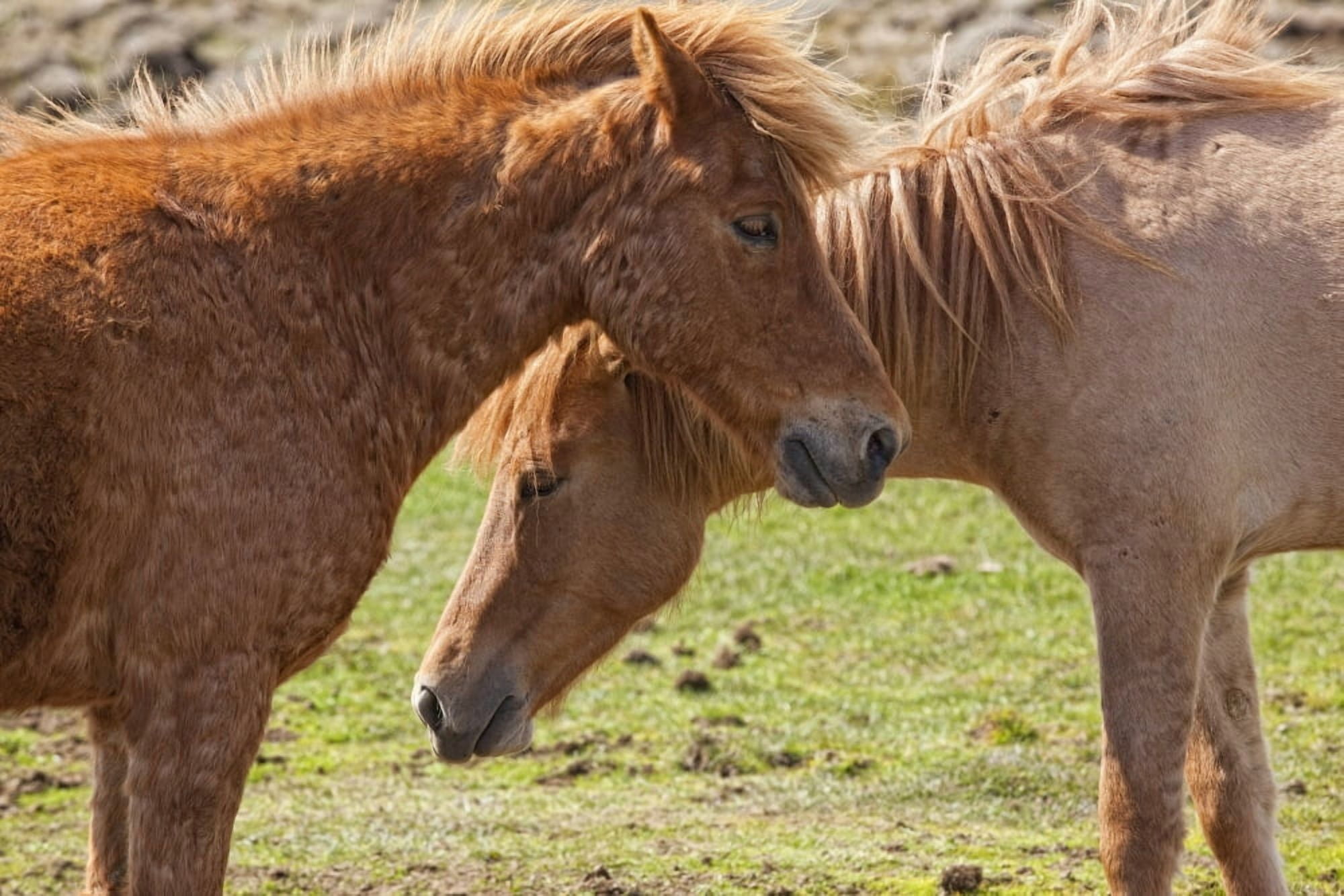 Icelandic horses Iceland Canvas Art - Robert Postma Design Pics (34 x 22)