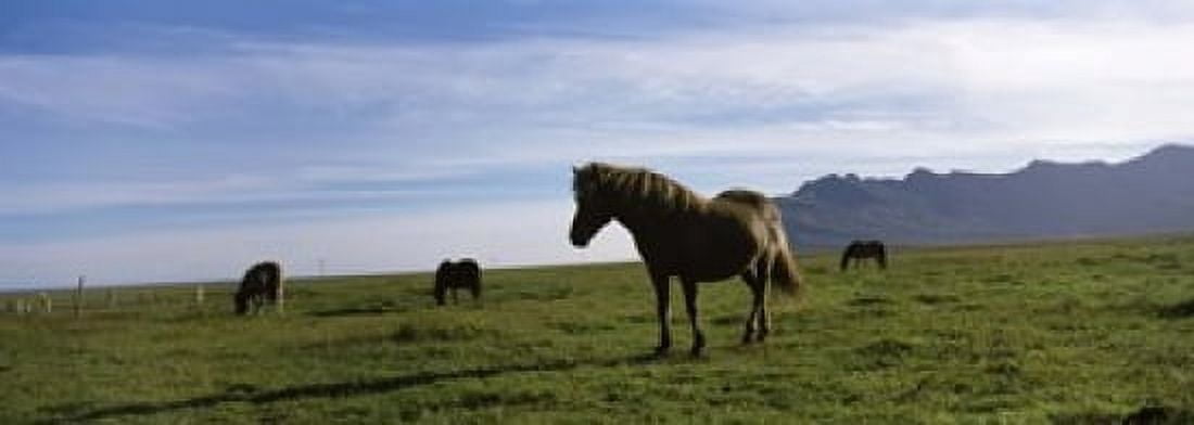 Icelandic horses in a field Svinafell Iceland Canvas Art - Panoramic Images (18 x 7)