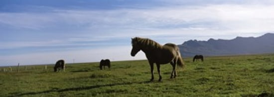Icelandic horses in a field Svinafell Iceland Canvas Art - Panoramic Images (36 x 13)