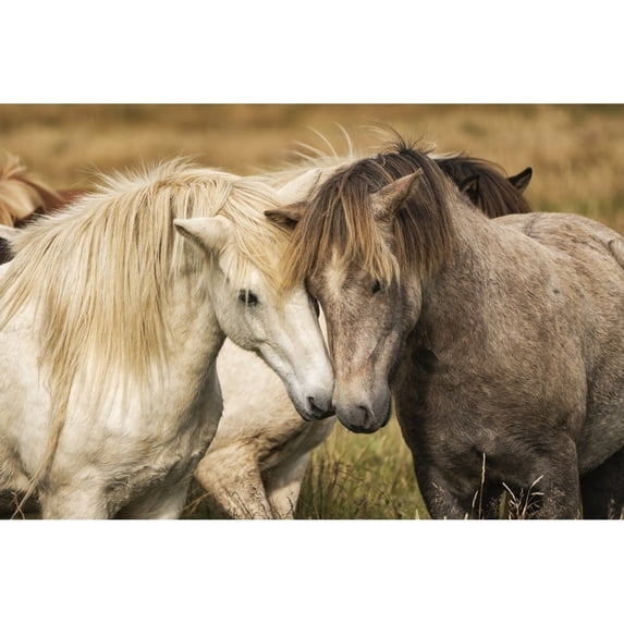Icelandic horses in their natural setting; Iceland by Robert Postma / Design Pics (38 x 24)