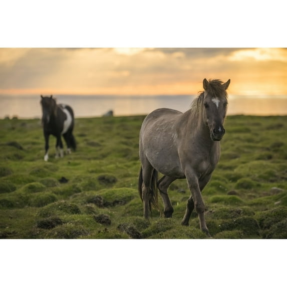 Icelandic horses walking along the ocean at sunset; Hofsos Iceland by Robert Postma / Design Pics