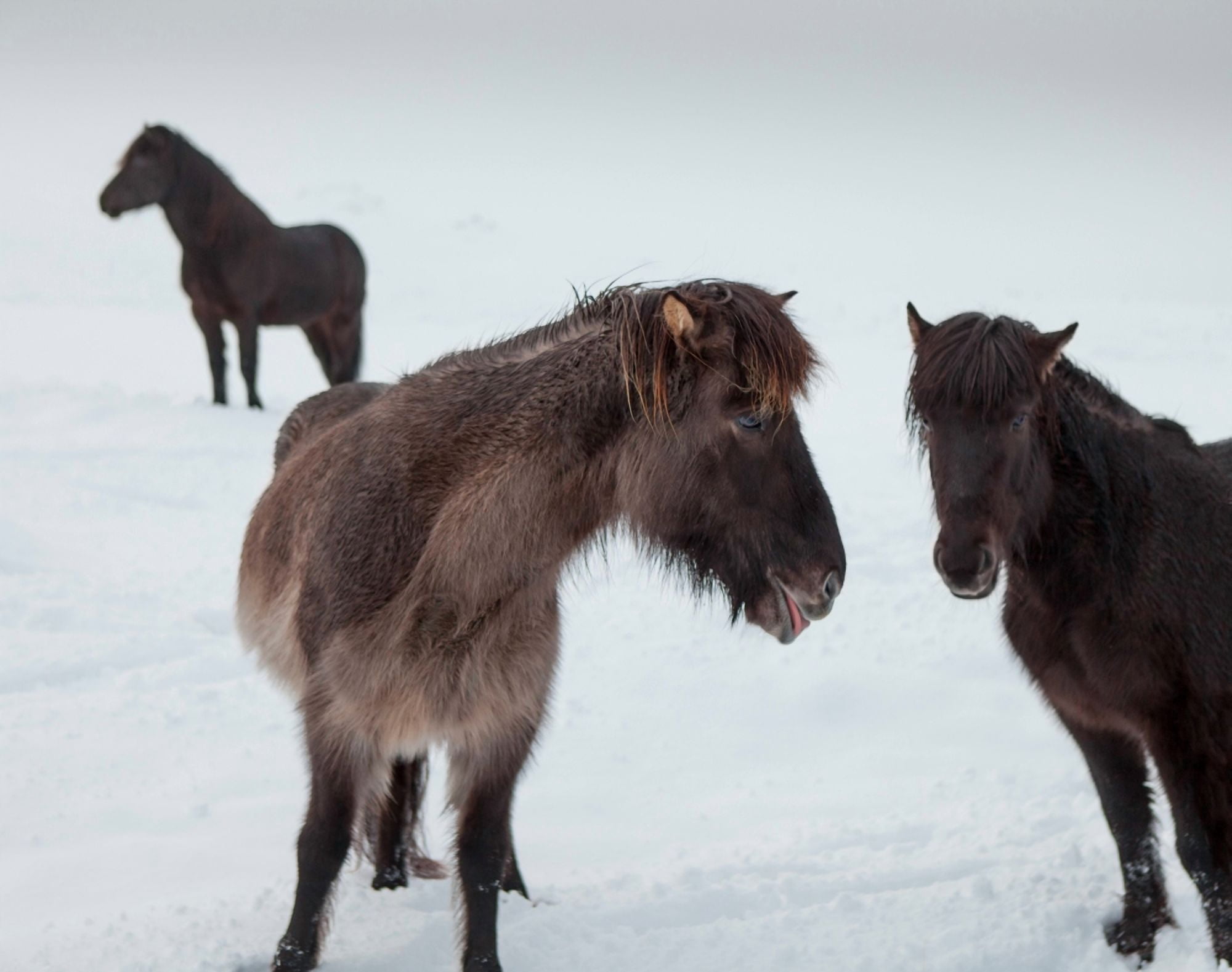 Icelandic horses with winter coats Iceland Canvas Art - Panoramic Images (36 x 29)