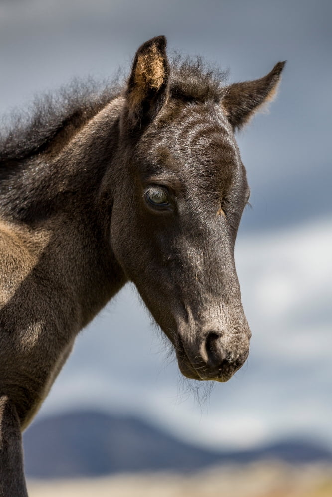 Icelandic purebred foal Iceland Canvas Art - Panoramic Images (36 x 12)