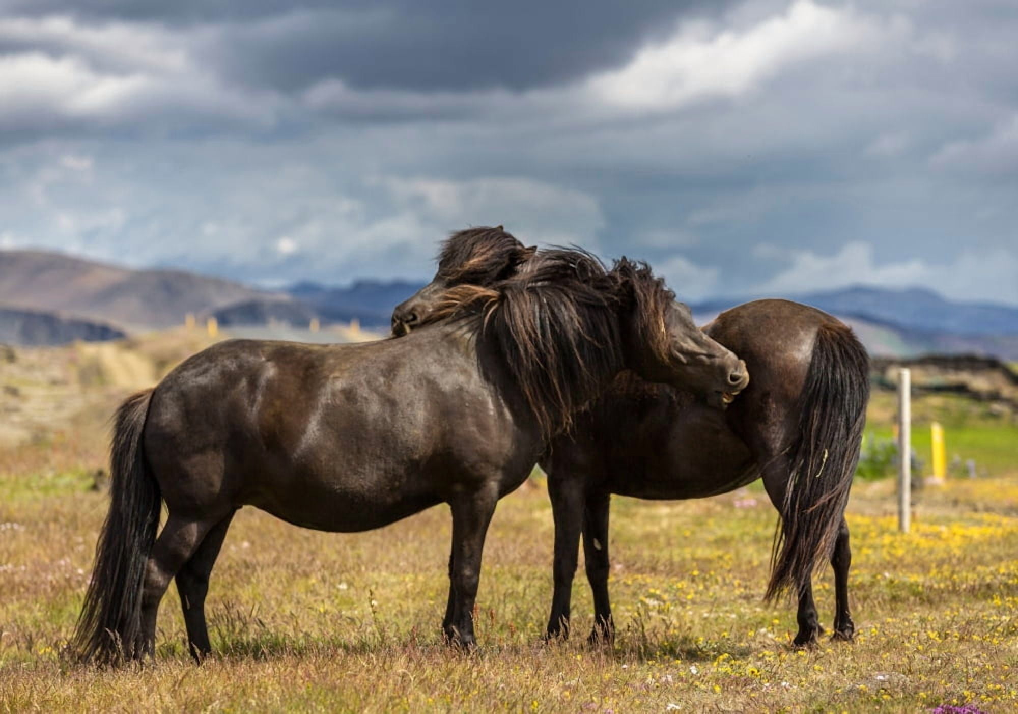 Icelandic purebred horses Iceland Canvas Art - Panoramic Images (12 x 36)