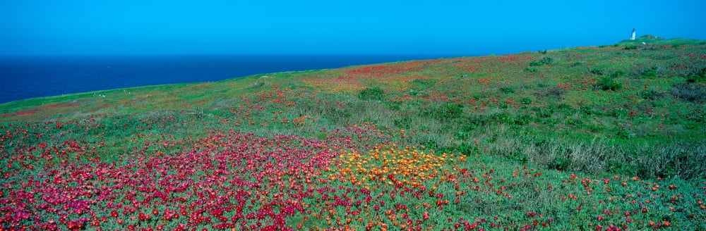 Iceplant and coreopsis on Anacapa Island Channel Islands California Canvas Art - Panoramic Images (36 x 12)