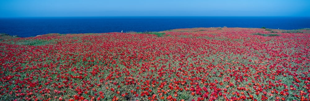 Iceplant and coreopsis on Anacapa Island Channel Islands California Canvas Art - Panoramic Images (36 x 12)