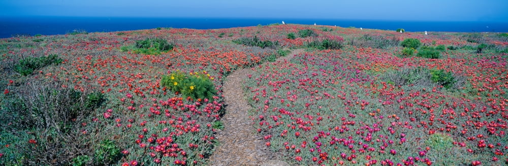 Iceplant and coreopsis on Anacapa Island Channel Islands California Canvas Art - Panoramic Images (36 x 12)