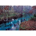 thumbnail image 1 of Ichetucknee: Sacred Waters, (Hardcover), 1 of 1