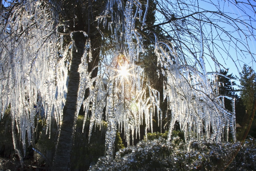 Icicles Hanging From Tree Branches Canvas Art - Craig Tuttle Design Pics (19 x 12)