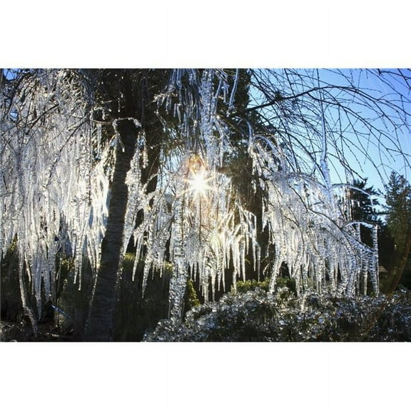 Icicles Hanging From Tree Branches Poster Print, 19 x 12