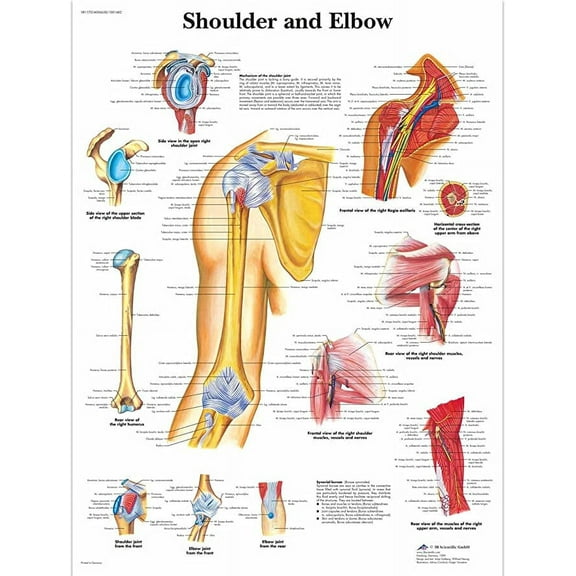 Iconic Arts Laminated 24x24 Poster: Anatomical Charts and Posters - Anatomy Charts - Arm and Leg Charts - Shoulder and Elbow