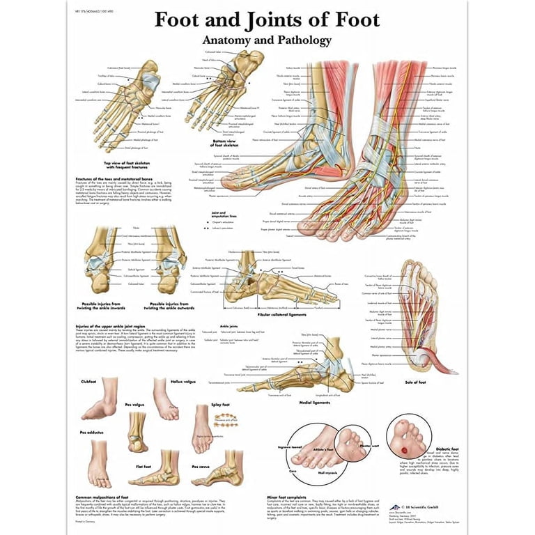 Anatomical Charts And Posters Anatomy Charts