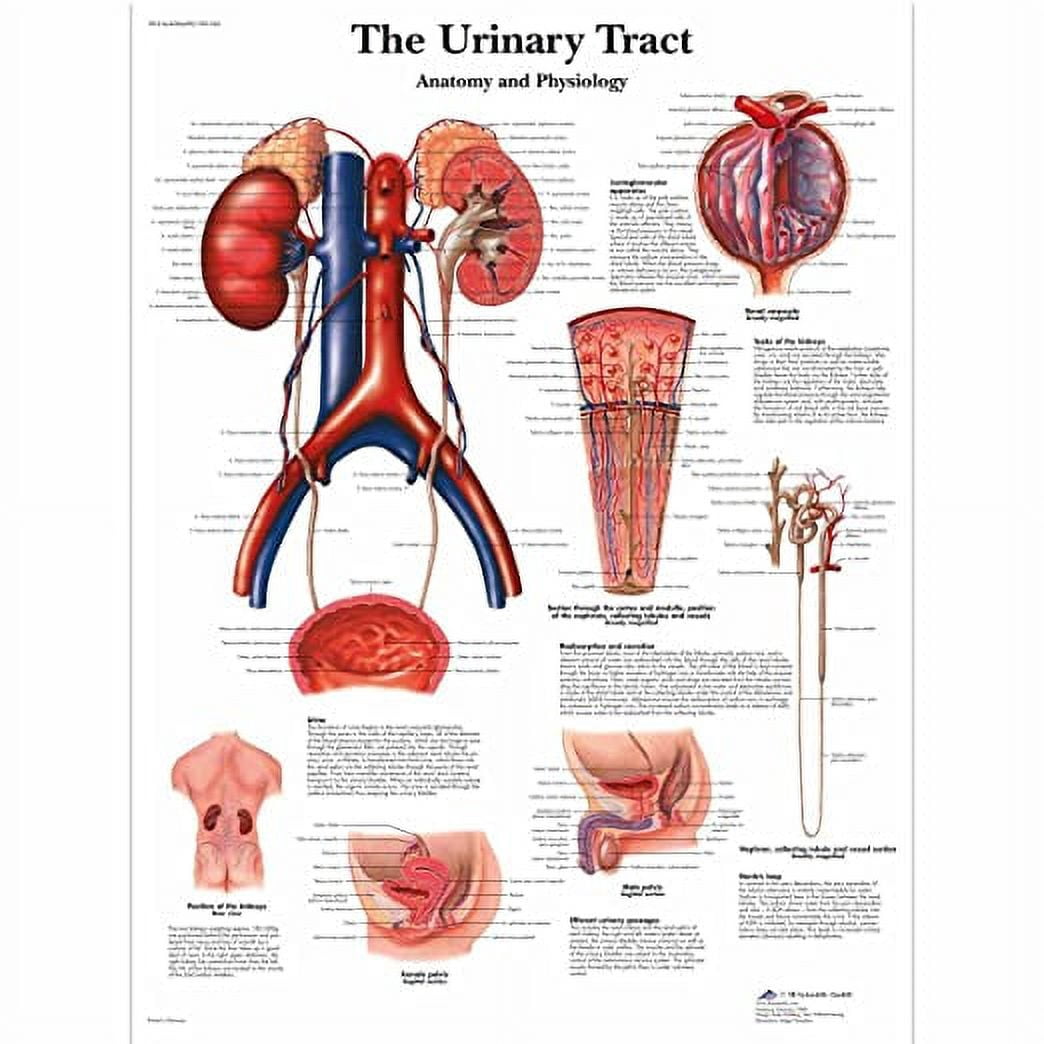 Iconic Arts Laminated 24x24 Poster: The Urinary Tract - Anatomy and ...