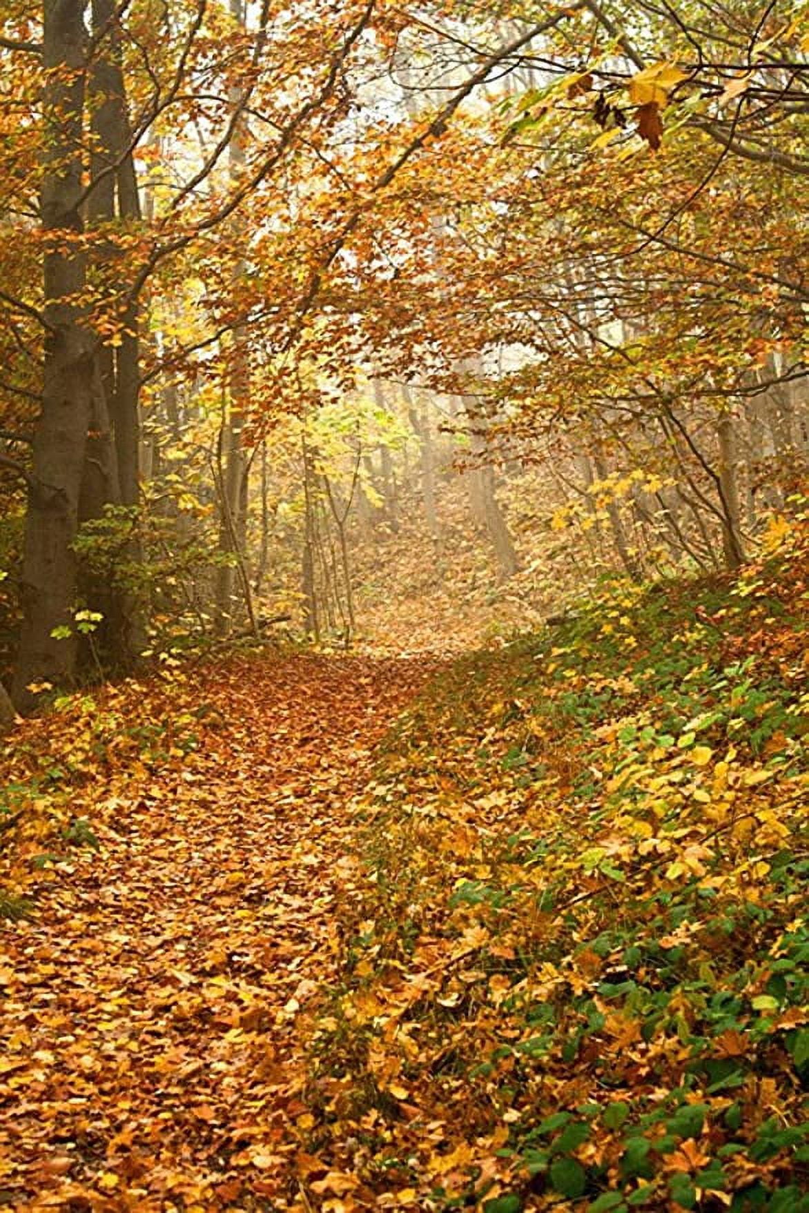 Iconic Arts Laminated 24x36 inches Poster: Autumn Forest Fall Foliage ...