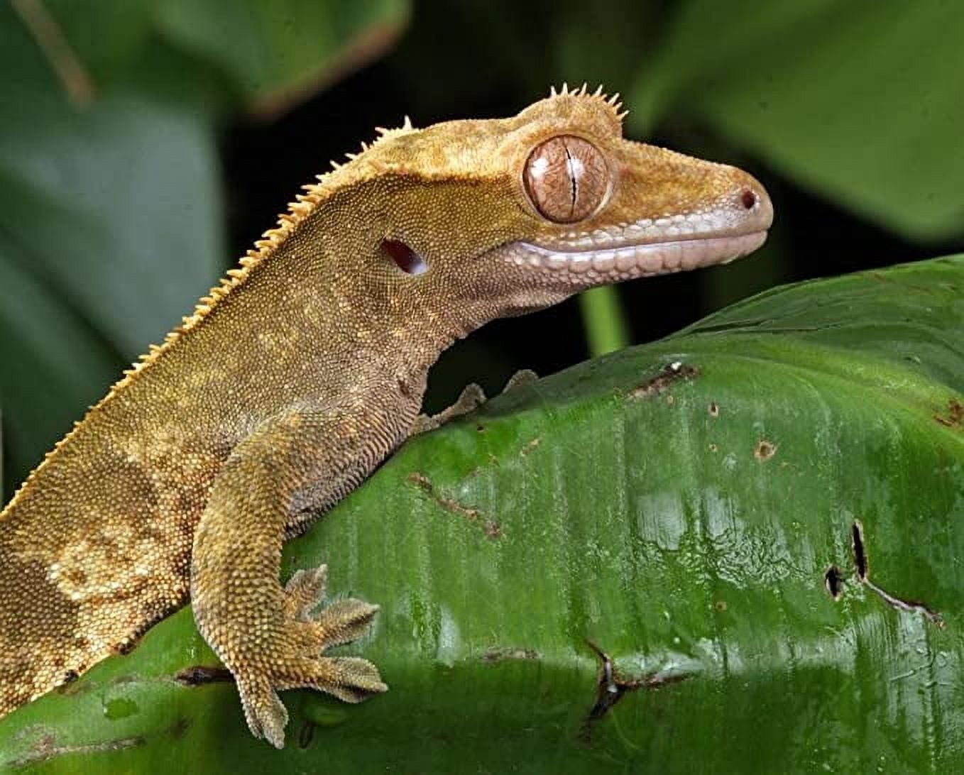 Iconic Arts Laminated 30x24 inches Poster: Gecko Close-Up Macro ...