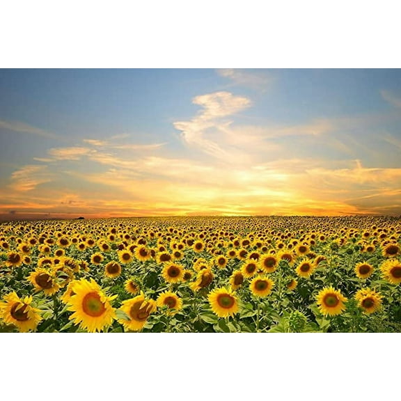 Iconic Arts Laminated 36x24 Poster: Sky, Sunset, Flowers, Sunflowers, Clouds, Flowers Field, Nature, Petals, Splendor s