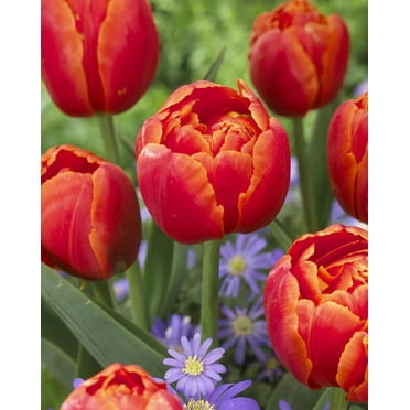 Icoon Double Late Tulip Bulbs for Planting - Easy to Grow Perennial Tulips (5 Bulbs)