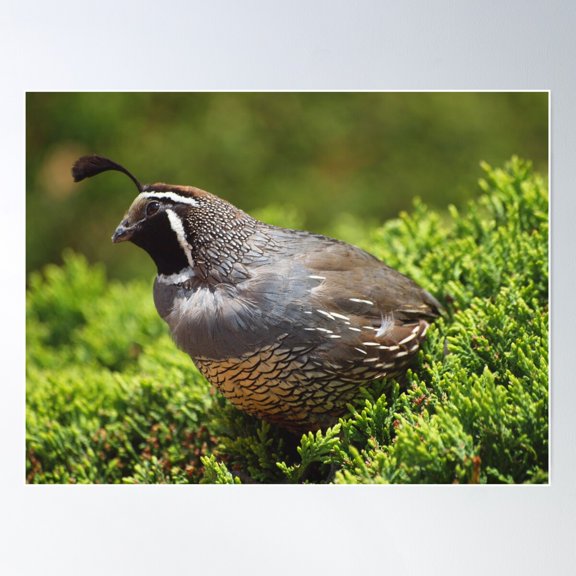 ????? Id Please! It'S A California Quail. Thanks Everyone! Poster Wall Art, Modern Wall Decor For Living Room Bedroom, 8x12 UNFRAMED