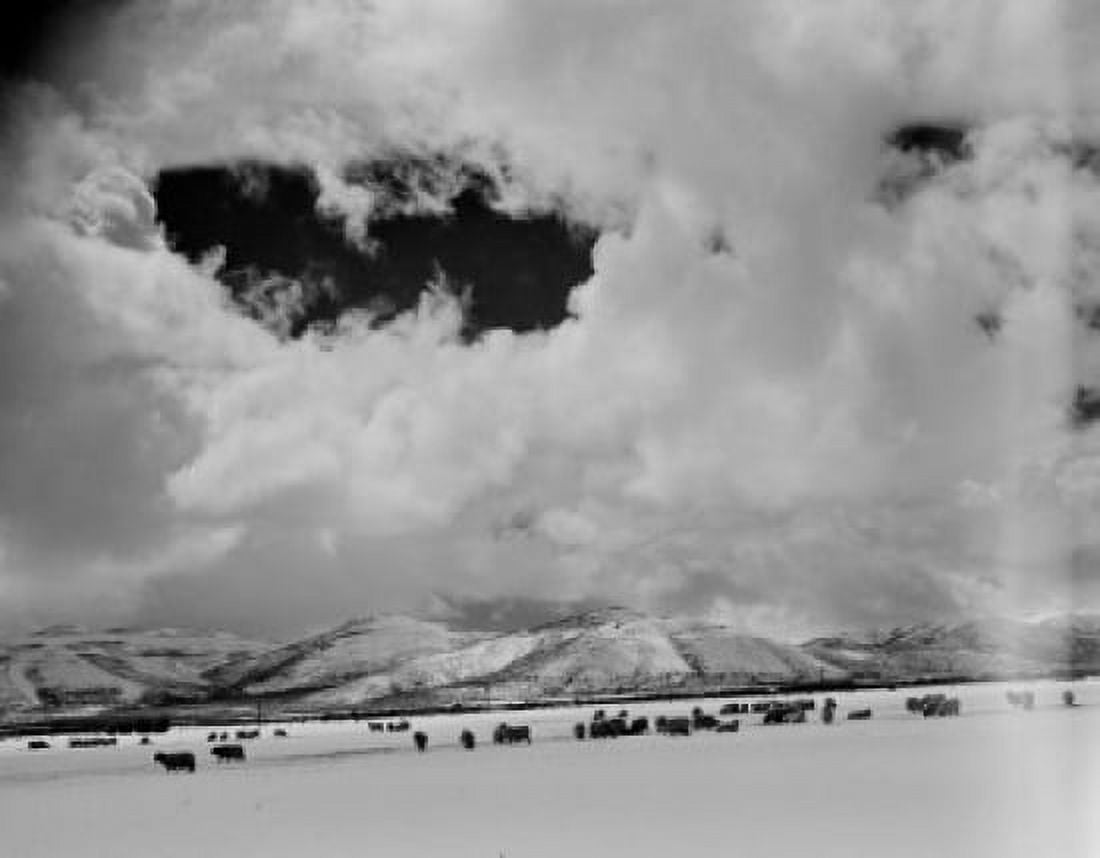Idaho Wood River sheep on snow field Canvas Art - (18 x 24)