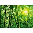 thumbnail image 1 of Ideal Décor Bamboo Forest Unpasted Paper Wall Mural, 100.8 sq. ft., 1 of 2