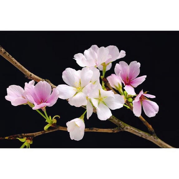 Ideal Décor Cherry Blossoms Wall Mural