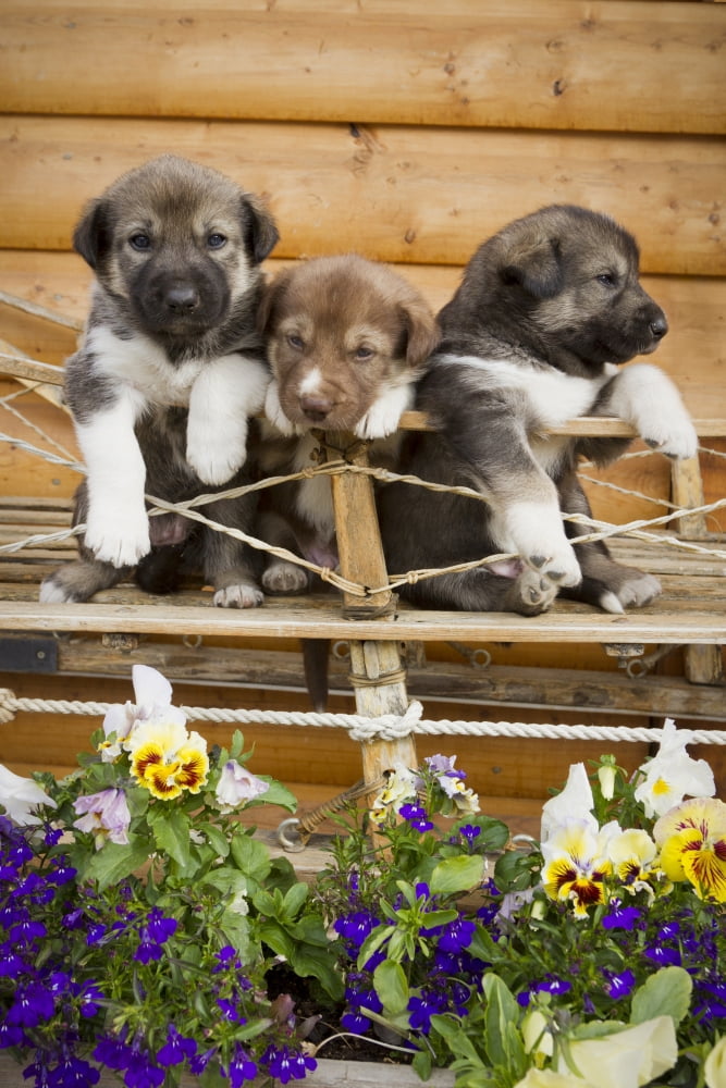 Iditarod Alaskan Husky Puppies Pose In Traditional Wooden Sled Alaska Summer Canvas Art - Jeff Schultz Design Pics (11 x 17)