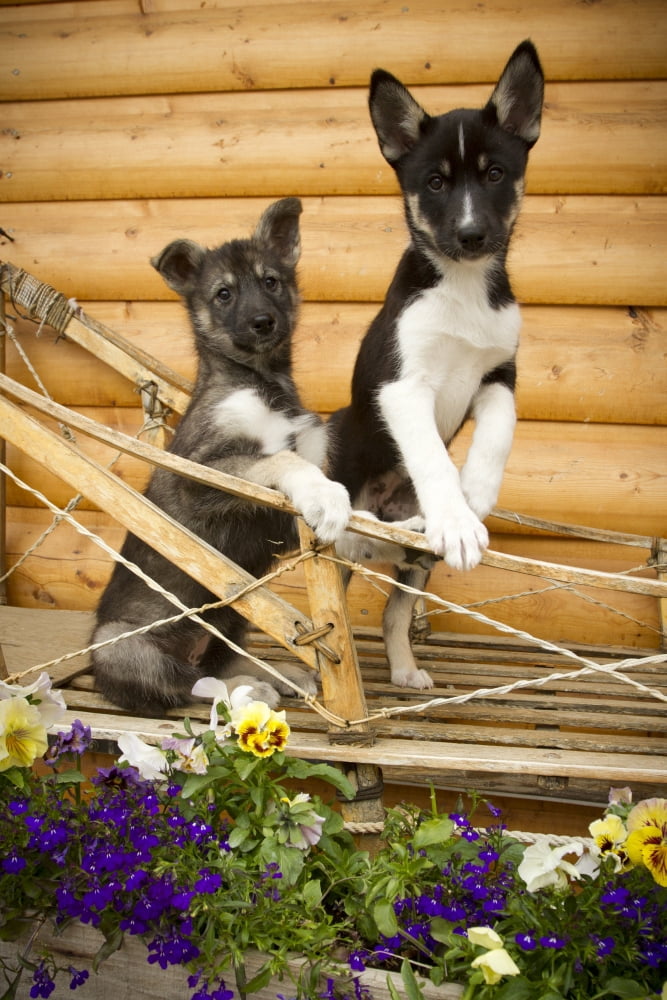 Iditarod Alaskan Husky Puppies Pose In Traditional Wooden Sled Alaska Summer Canvas Art - Jeff Schultz  Design Pics (22 x 34)
